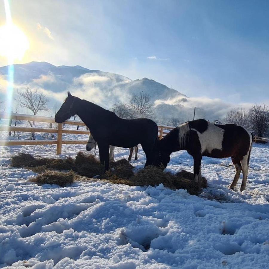 Eco kutak Villa Mojkovac Bagian luar foto